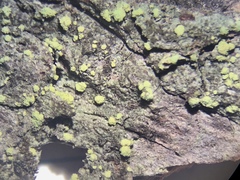 Biatora appalachensis