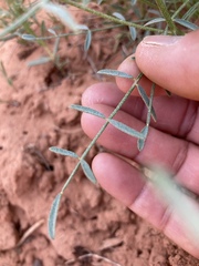 Astragalus coltonii moabensis