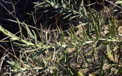 Senecio rosmarinifolius