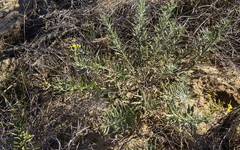 Senecio rosmarinifolius