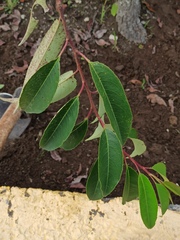 Prunus serotina capuli