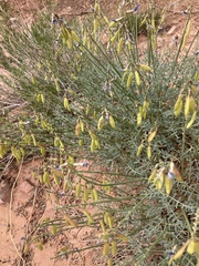Astragalus coltonii moabensis