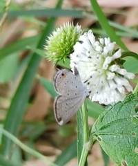 Cupido comyntas texana