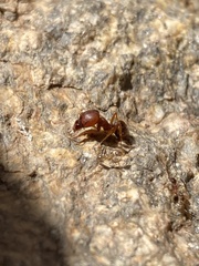 Pheidole obtusospinosa