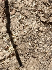 Pheidole obtusospinosa
