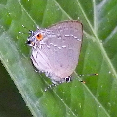 Ostrinotes halciones