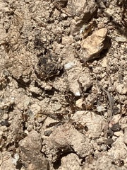 Pheidole obtusospinosa
