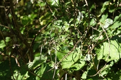 Clematis forsteri