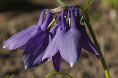 Aquilegia flabellata