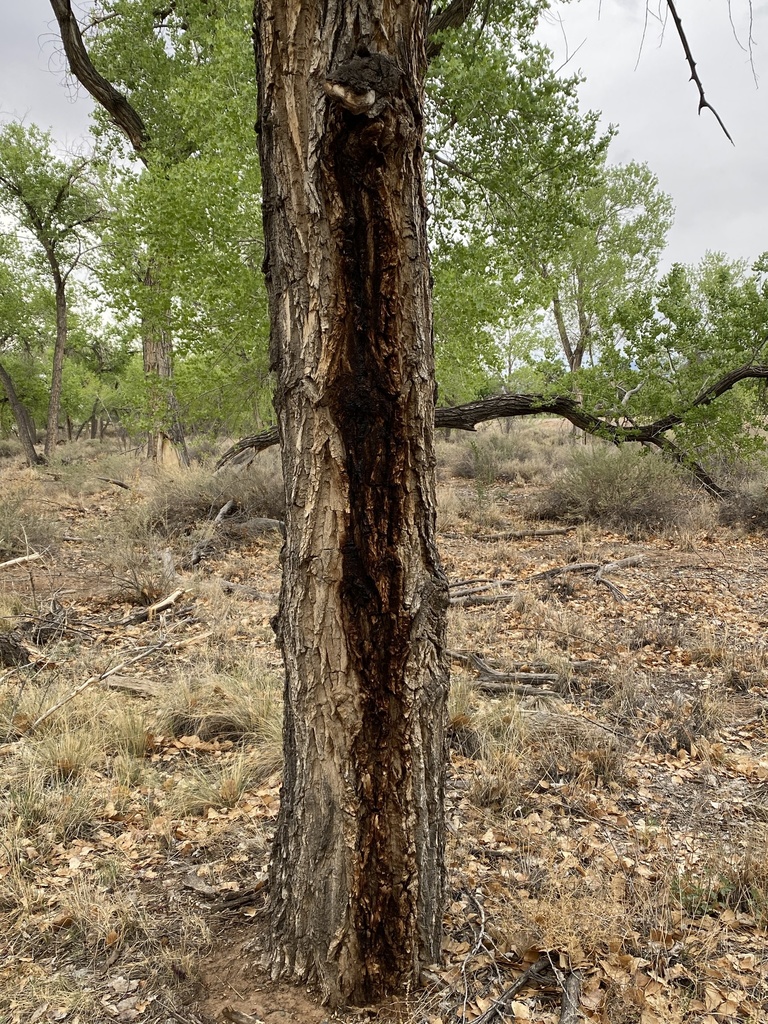 dicots from Thomas Village Patio, Albuquerque, NM, US on May 03, 2021