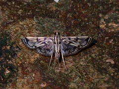 Rhimphalea