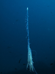 Rhizophysa eysenhardti