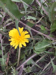 Taraxacum officinale