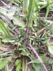 Taraxacum officinale