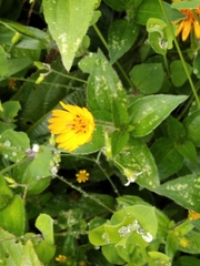 Philoglossa mimuloides