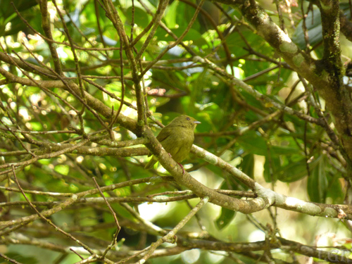 Masius chrysopterus