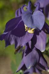 Aquilegia flabellata