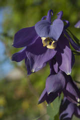 Aquilegia flabellata