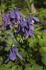 Aquilegia flabellata