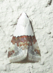 Eublemma seminivea