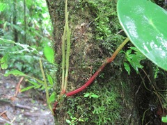 Peperomia hernandiifolia