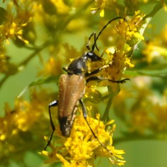 Trigonarthris proxima