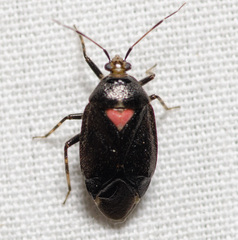 Deraeocoris sayi