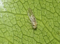 Trichopsocus
