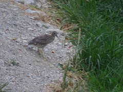 Nycticorax nycticorax