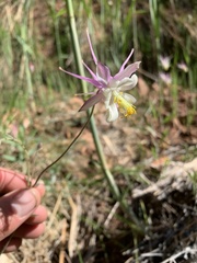 Aquilegia micrantha