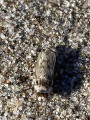Thereva niveipennis