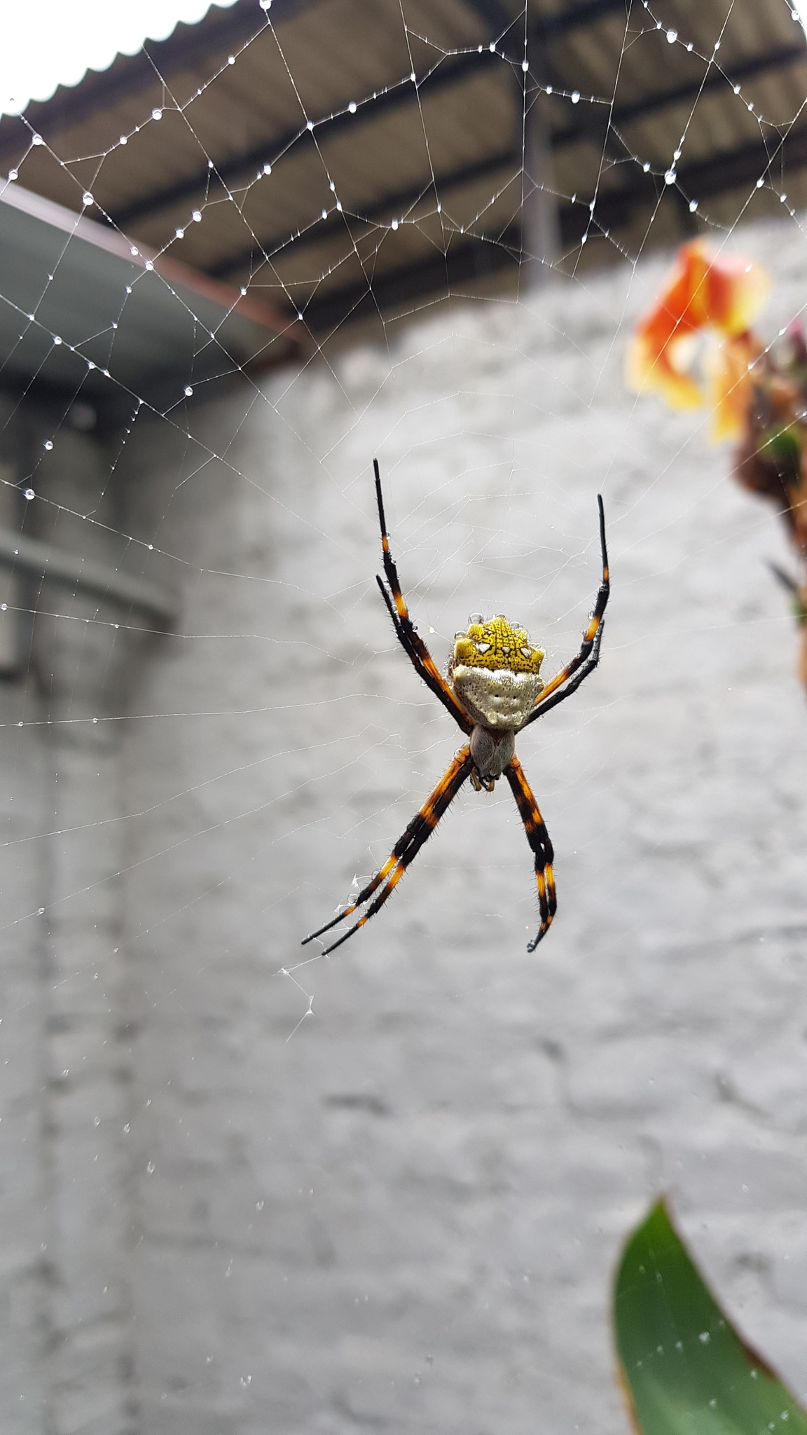 Argiope image