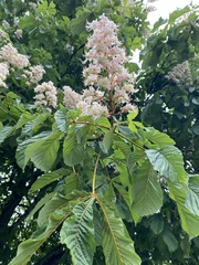 Aesculus hippocastanum