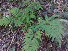 Pteris dentata