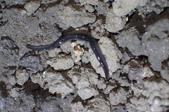 Endeavouria septemlineata