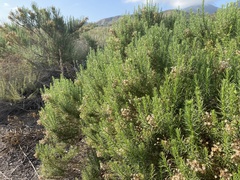Ericameria pinifolia