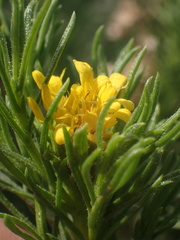 Ericameria pinifolia