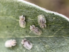 Corythucha immaculata