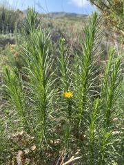 Ericameria pinifolia