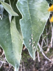 Corythucha immaculata