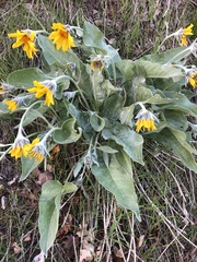 Corythucha immaculata