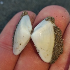 Donax punctatostriatus