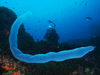 Pyrosomes - Photo (c) whodden, some rights reserved (CC BY-NC), uploaded by whodden