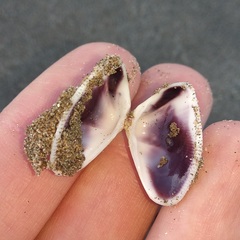 Donax punctatostriatus