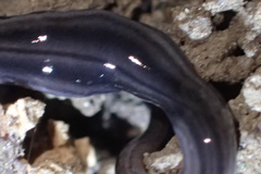 Endeavouria septemlineata
