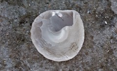Bellastraea squamifera
