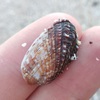 Similar Cardita Shell - Photo (c) Bodo Nuñez Oberg, some rights reserved (CC BY-NC), uploaded by Bodo Nuñez Oberg