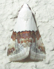 Eublemma seminivea