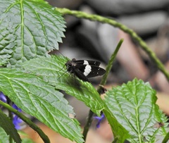 Notocrypta waigensis