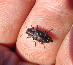 Phaenops drummondi